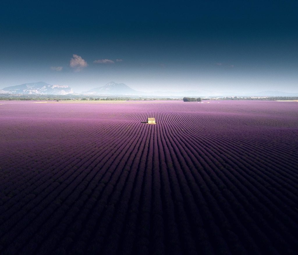 Aromaterapia: gli oli essenziali per il benessere psicofisico. L’incredibile panorama della lavanda sull’altipiano di Valensole (FR)